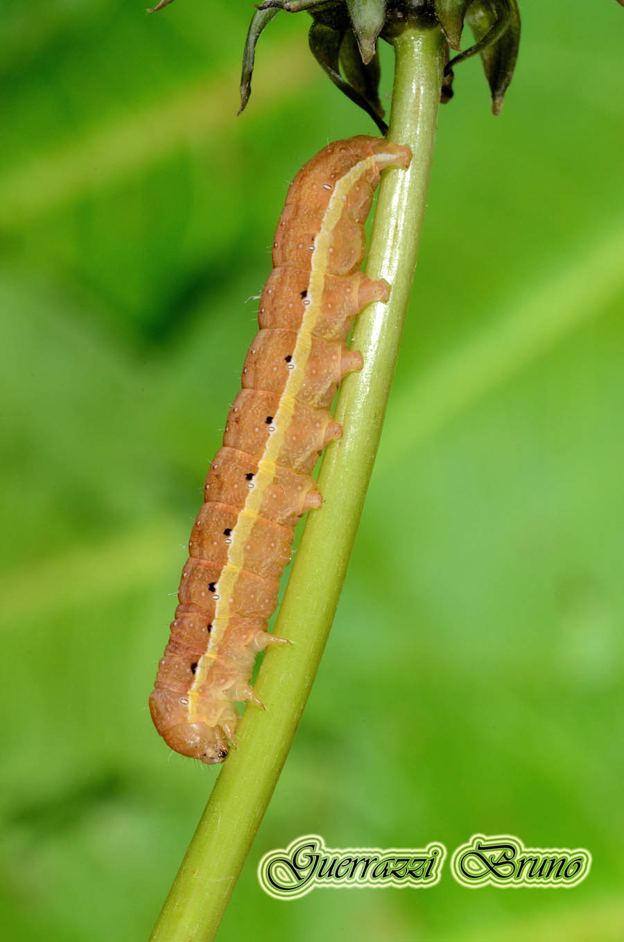 Identificazione bruco