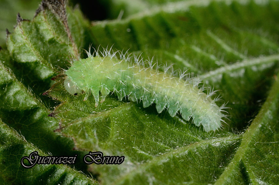 ID Curculionide con larva