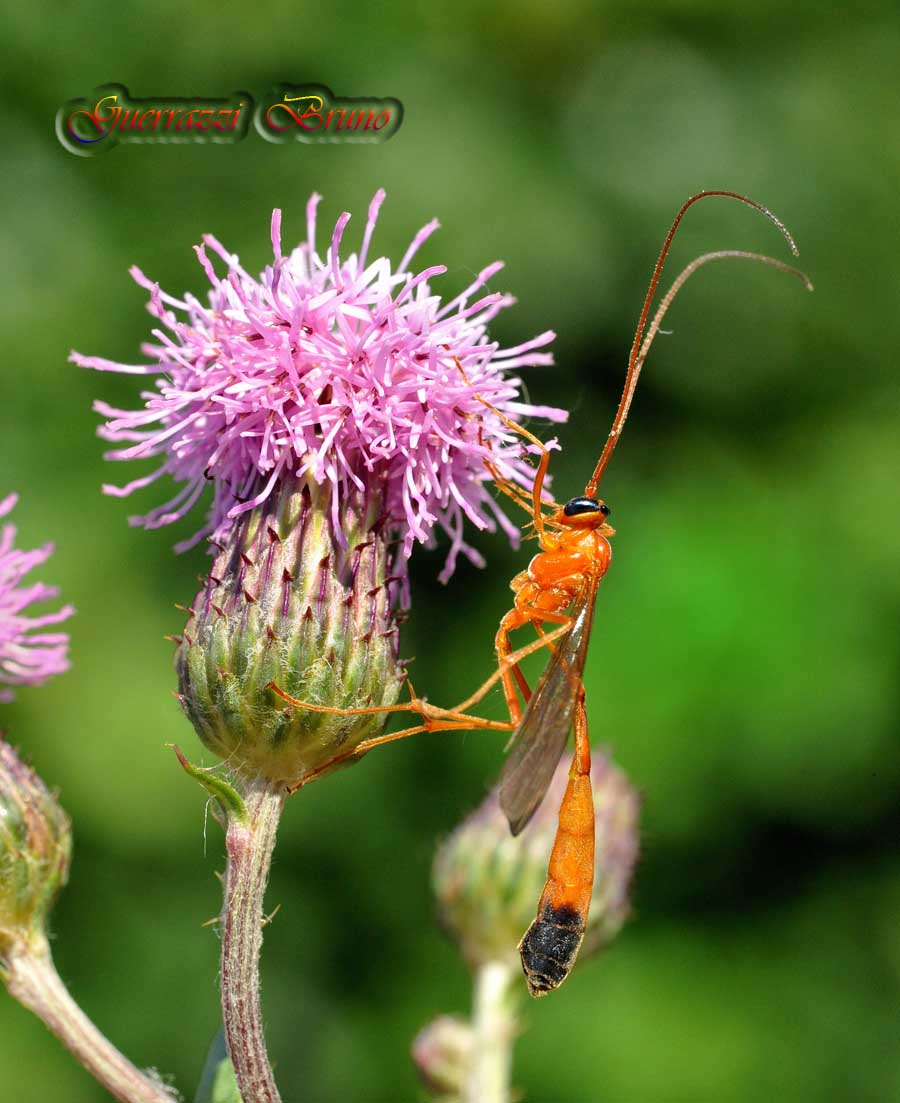 Ichneumonidae Ophioninae. Enicospilus cfr ramidulus