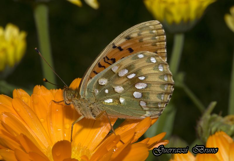 Argynnis aglaja