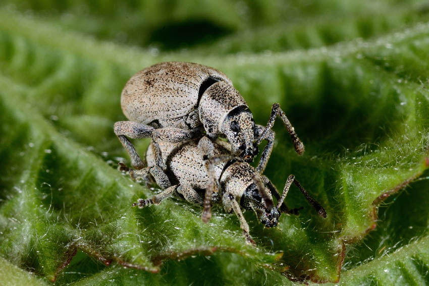 Curculionidi in accoppiamento: probabile Peudomeira sp.