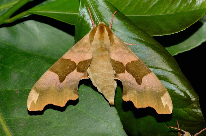 Accoppiamento Mimas tiliae