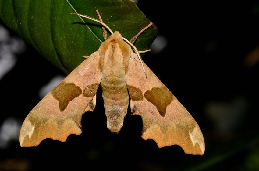 Accoppiamento Mimas tiliae