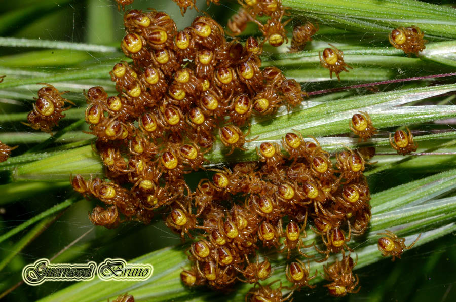 Neonati -  Araneidae