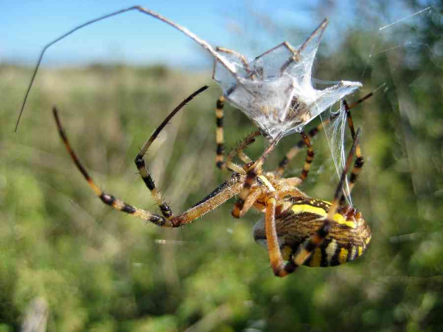 Argiope bruennichi