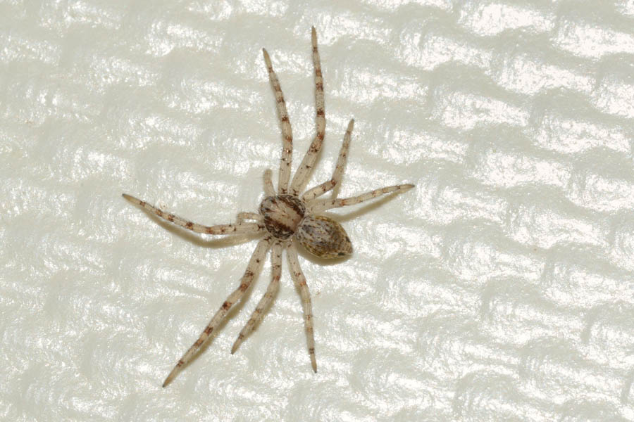 Philodromus sp.