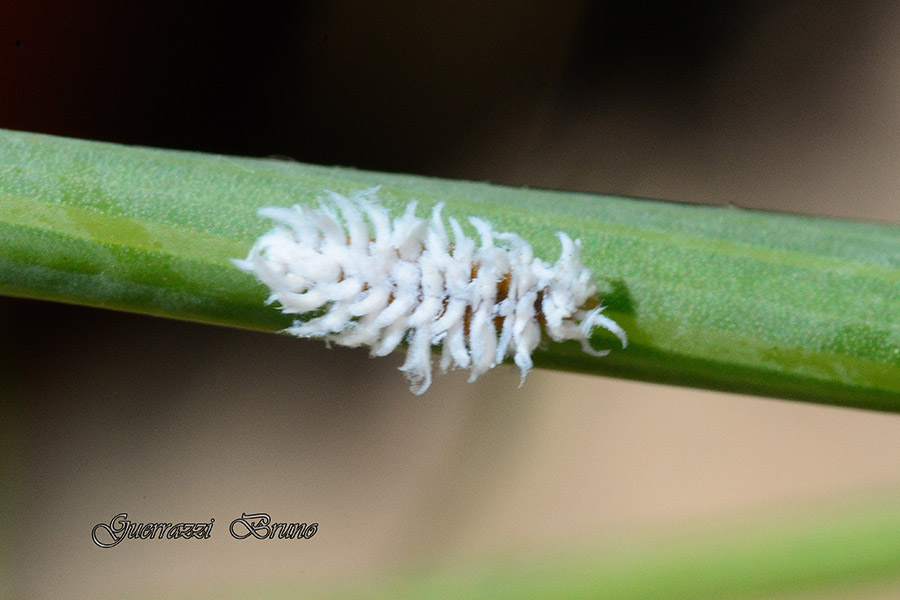 Larva di coccinella