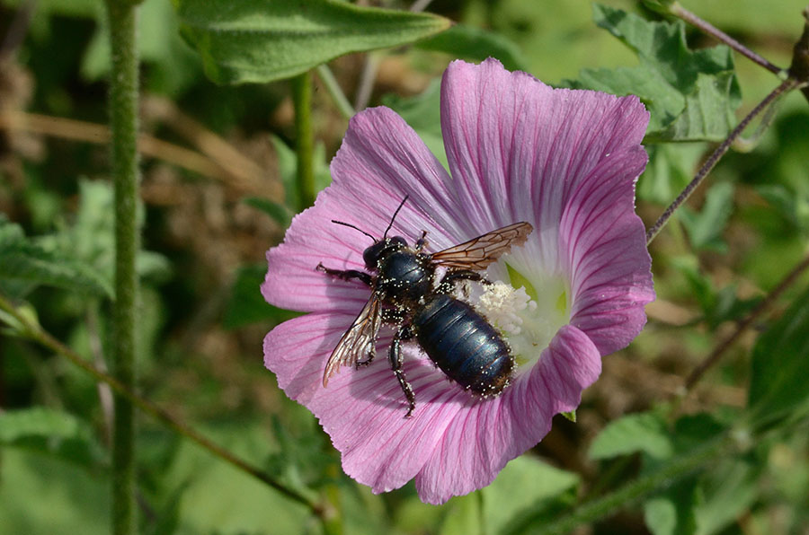 Andrena cfr morio (esemplare vecchio)