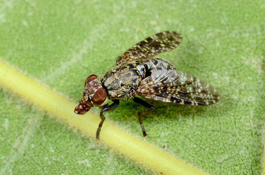 Platistoma sp.