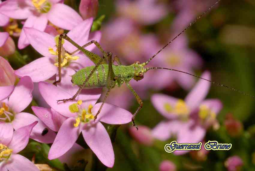 neanide di Phaneropteridae