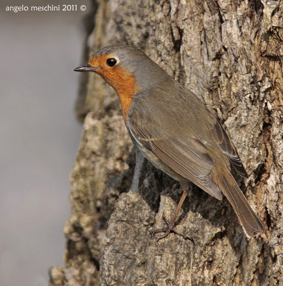 Un Pettirosso