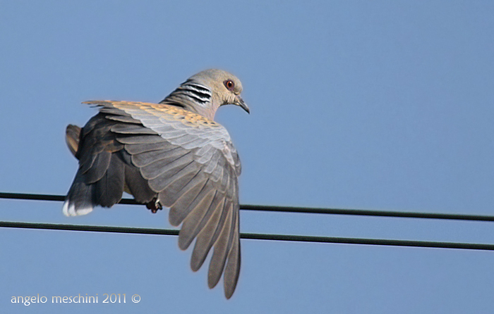 Tortora selavatica equilibrista