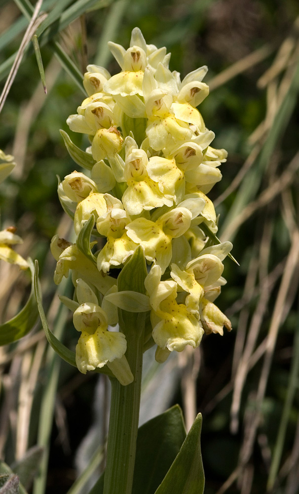 Orchis provincialis?