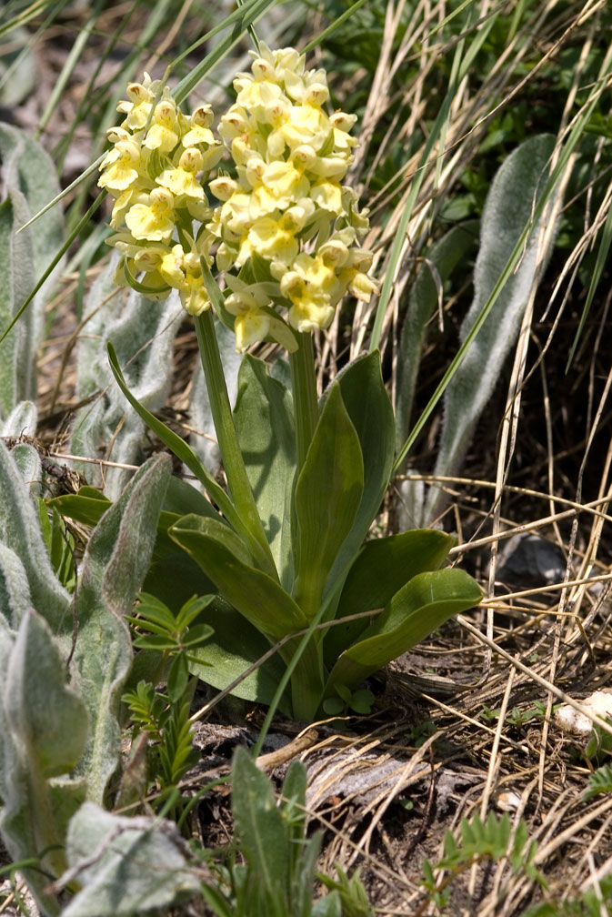 Orchis provincialis?