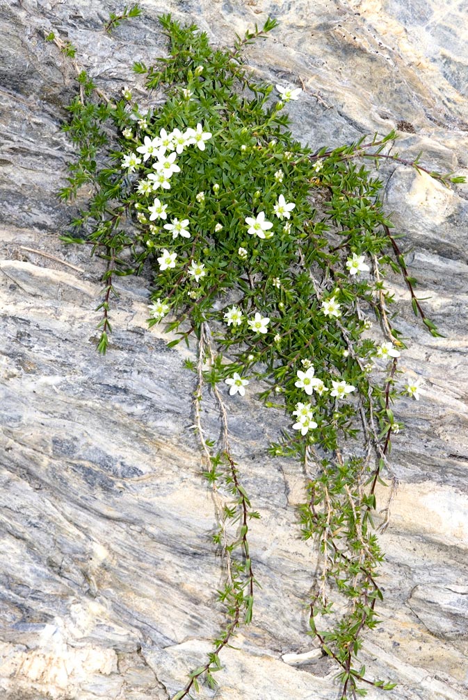 Facchinia (=Minuartia) rupestris / Minuartia rupestre