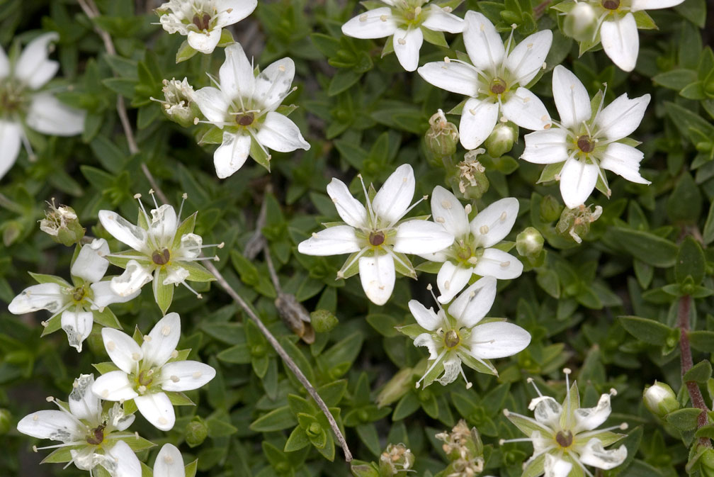 Facchinia (=Minuartia) rupestris / Minuartia rupestre