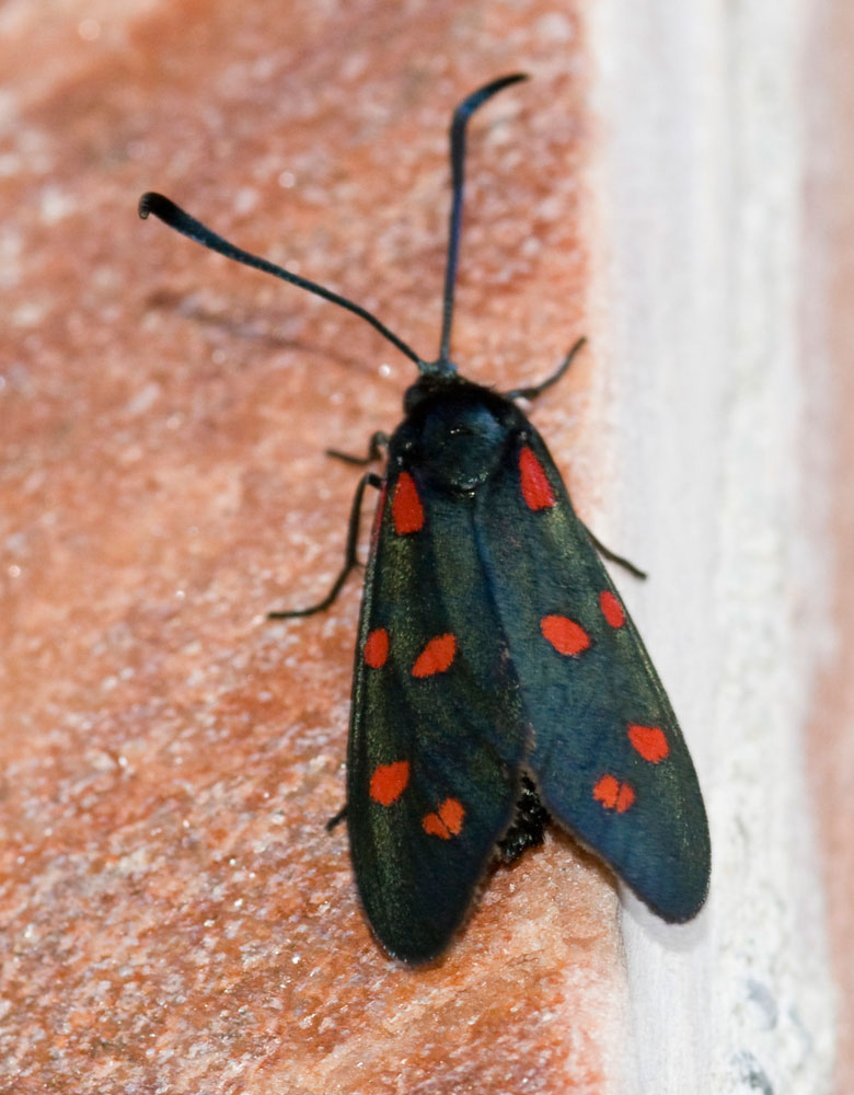 Zygaena?