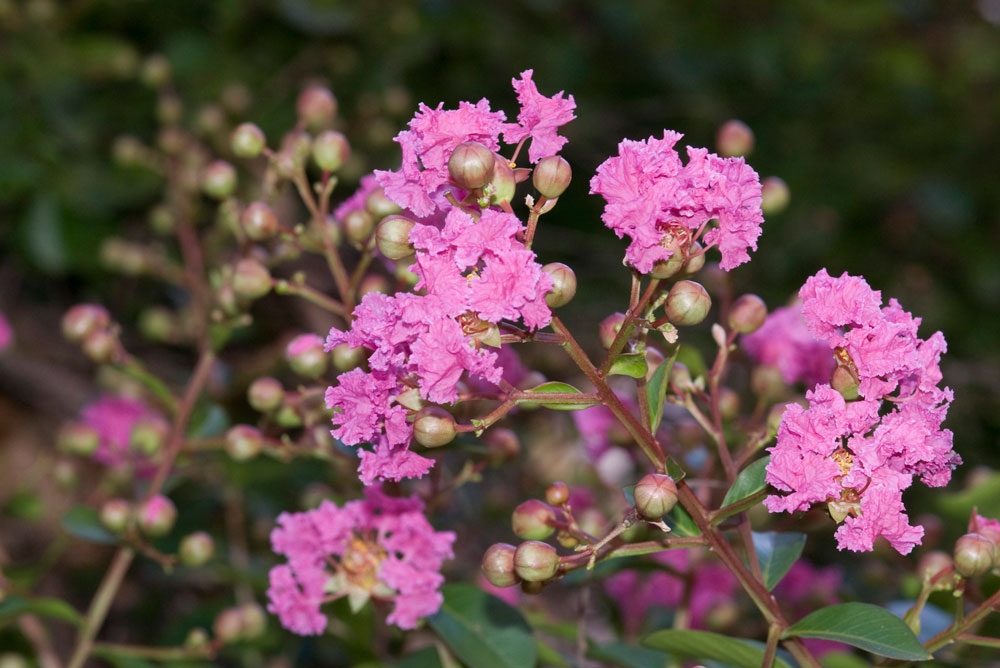 Lagerstroemia indica