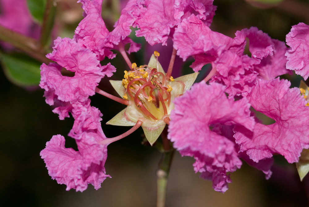 Lagerstroemia indica