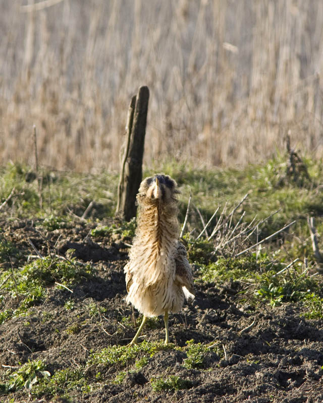 Tarabuso:animale estremamente territoriale