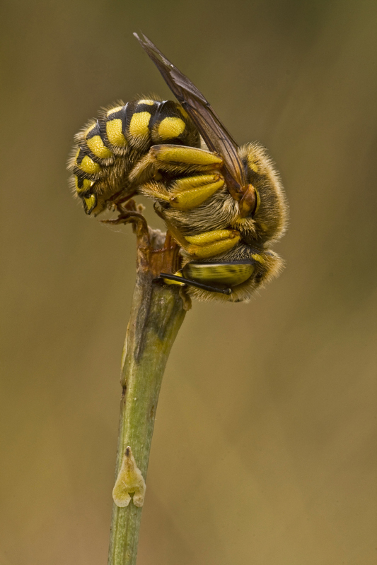 Apidae Megachilinae: cfr. Anthidium sp.