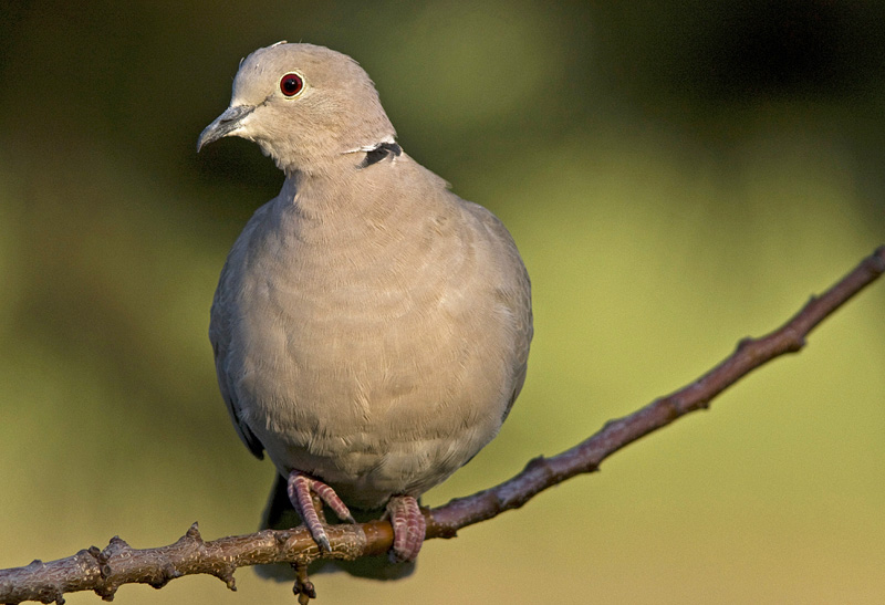 Streptopelia decaocto