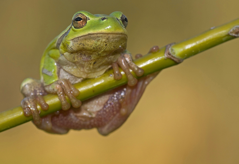 Hyla..ma quale? Hyla intermedia