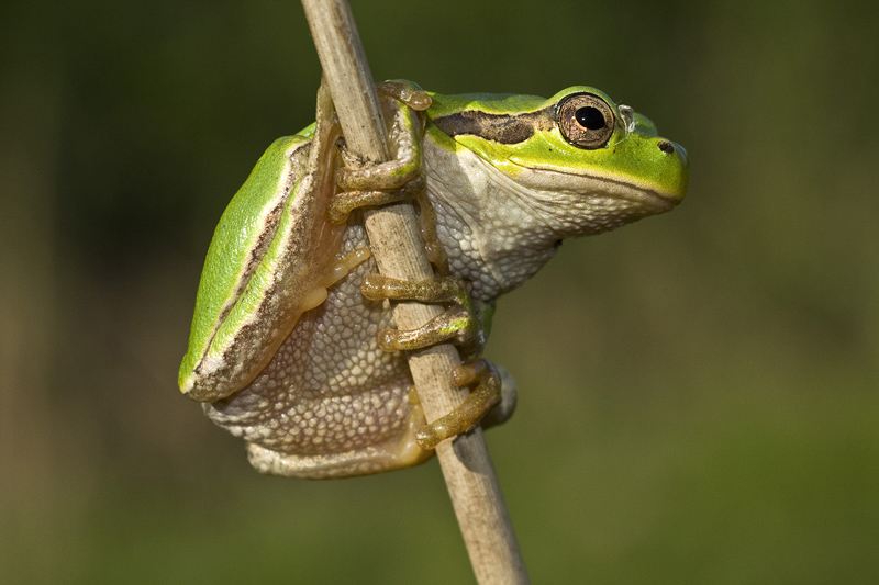 Hyla..ma quale? Hyla intermedia