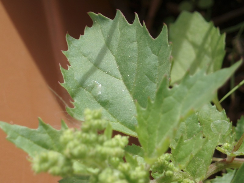 Chenopodium cfr.murale