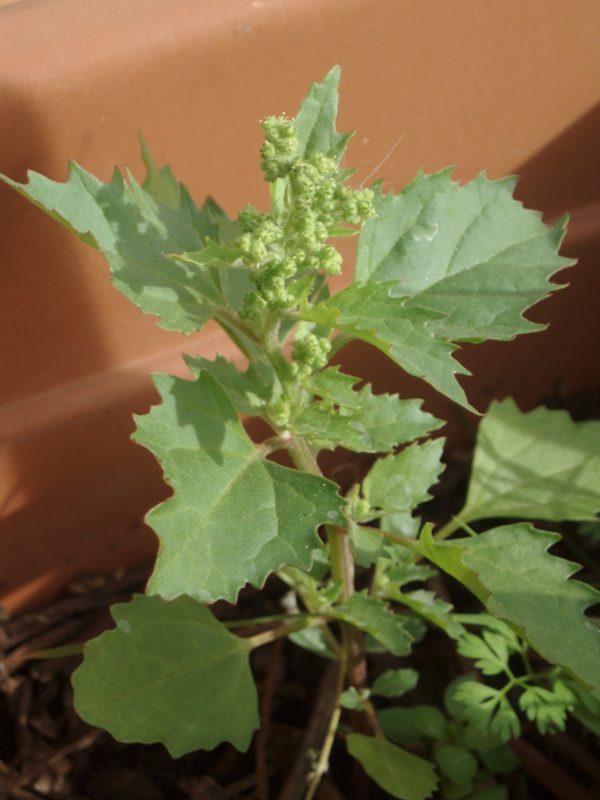 Chenopodium cfr.murale