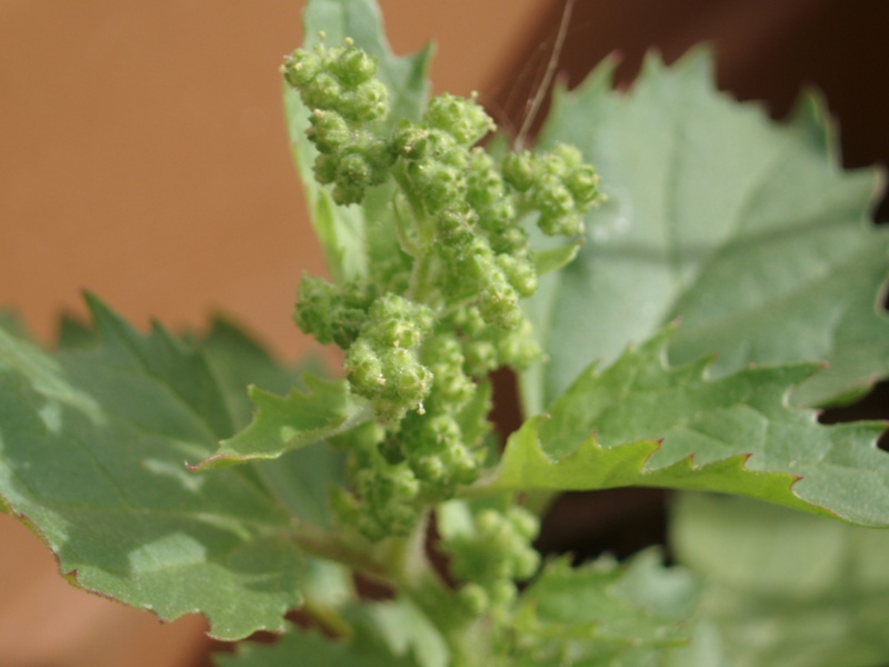 Chenopodium cfr.murale