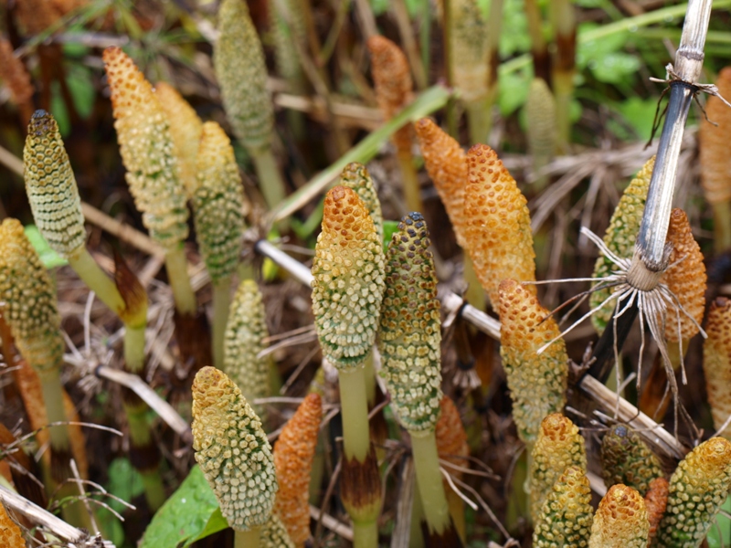 Equisetum arvense