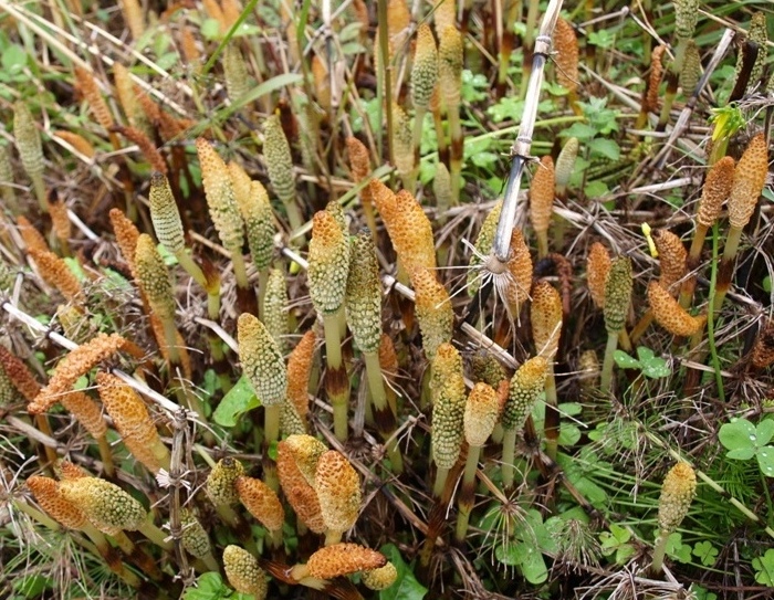 Equisetum arvense