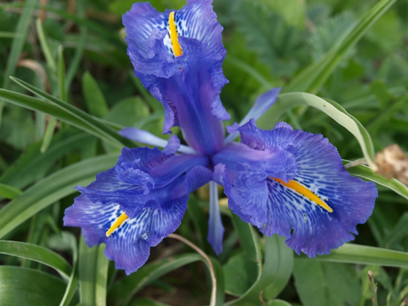 Iris planifolia