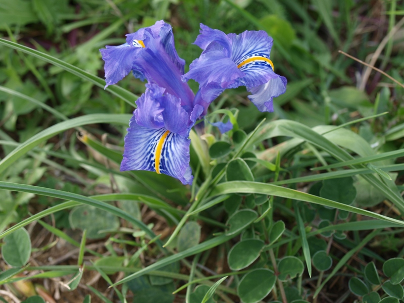 Iris planifolia