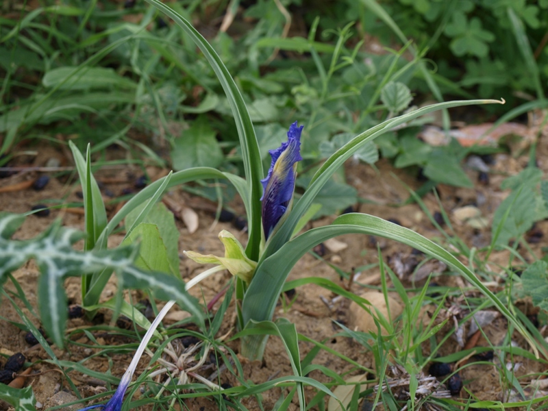 Iris planifolia