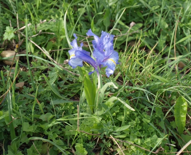 Iris planifolia