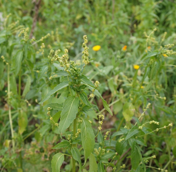 Piantina ruderale - Mercurialis annua