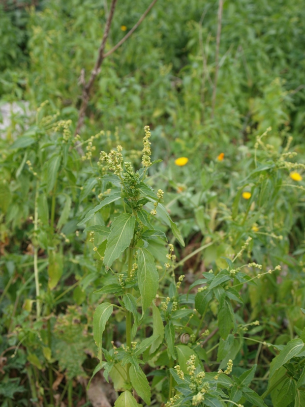 Piantina ruderale - Mercurialis annua