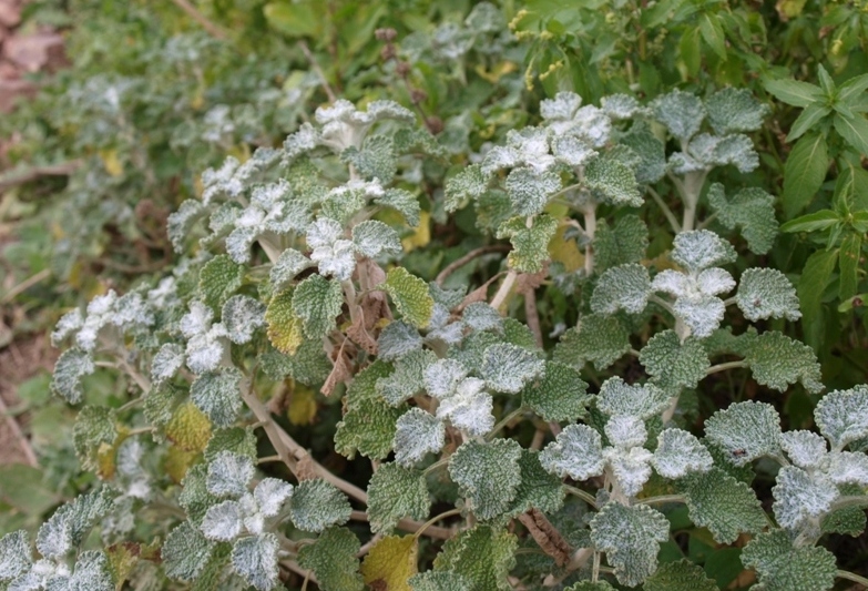 Marrubium vulgare