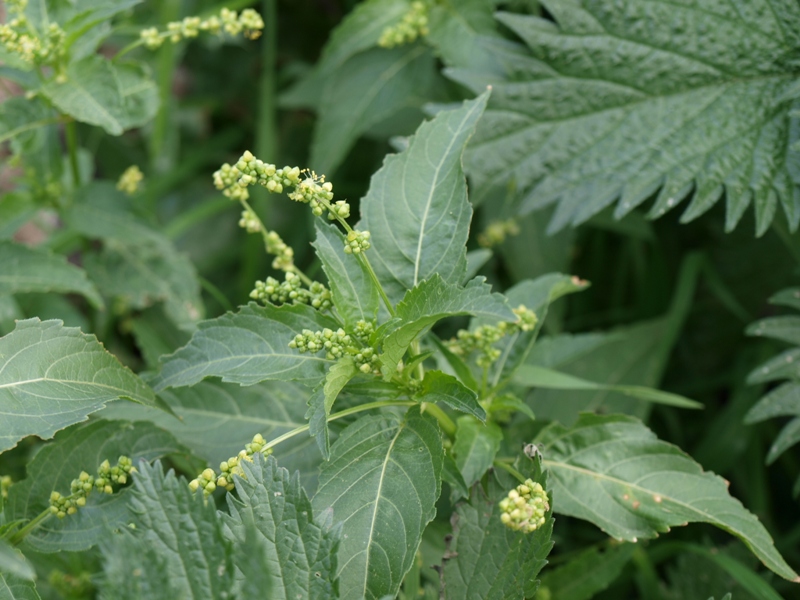 Piantina ruderale - Mercurialis annua