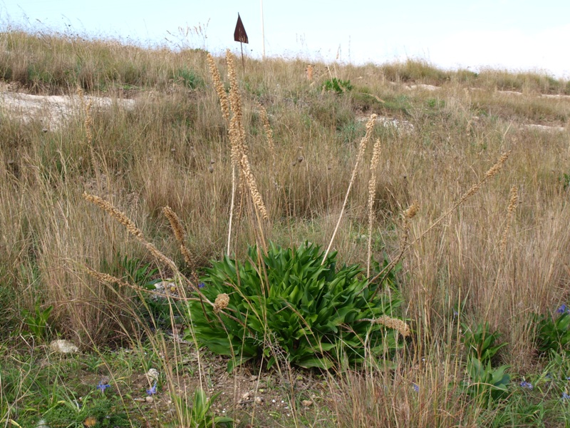 Che BULBO!!!  - Charybdis pancration (Asparagaceae)