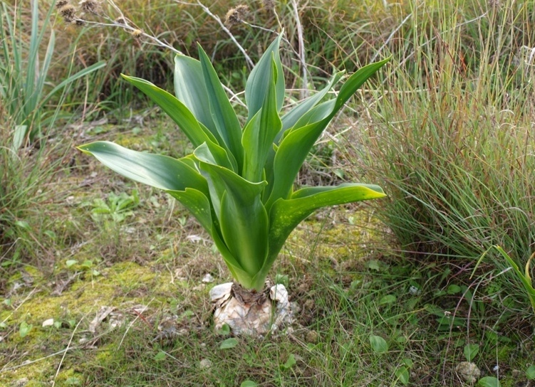 Che BULBO!!!  - Charybdis pancration (Asparagaceae)