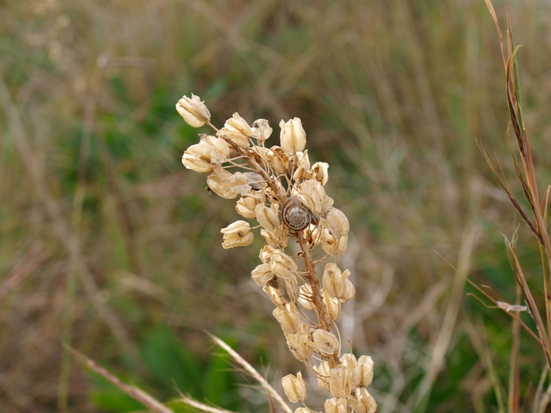 Che BULBO!!!  - Charybdis pancration (Asparagaceae)