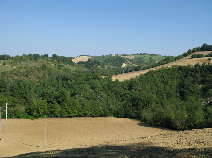 Rana verde del fermano