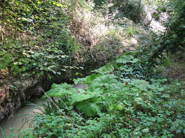 Rana verde del fermano