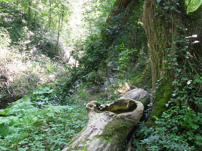 Rana verde del fermano