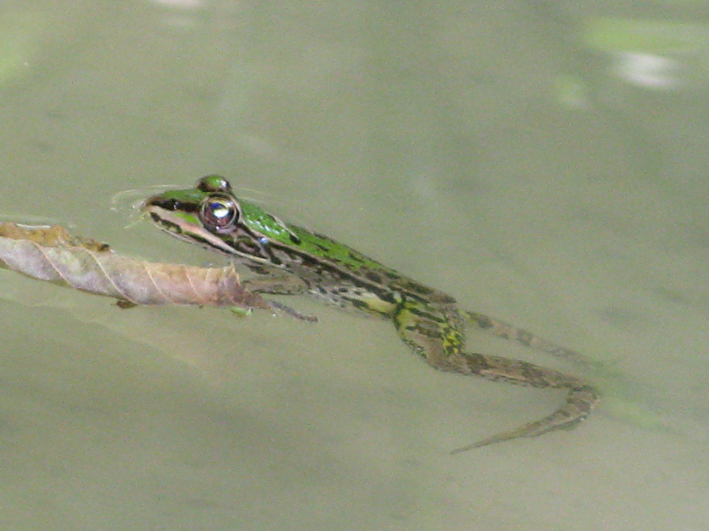 Rana verde del fermano