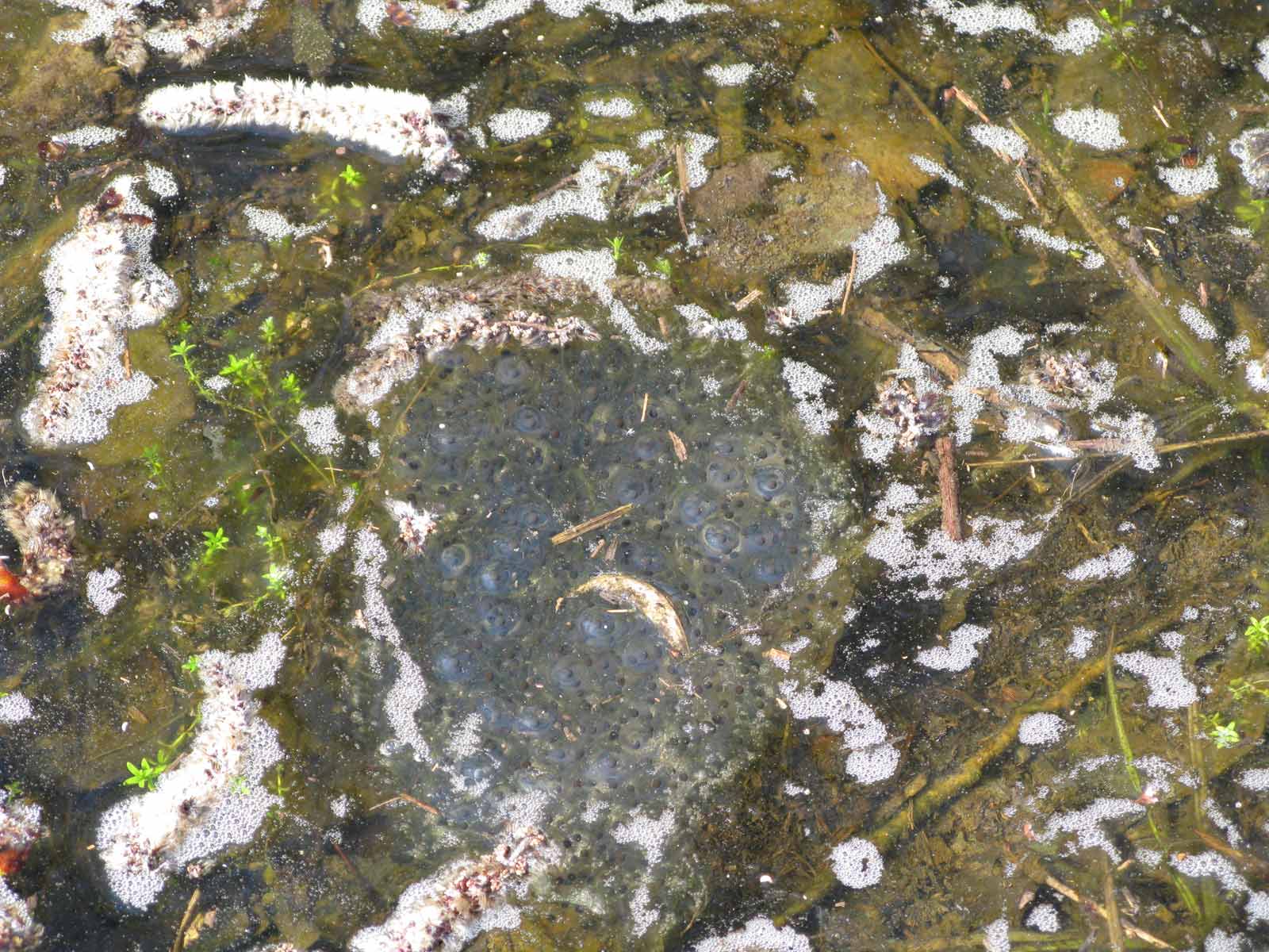 Rilancio con un altro ululone dei Colli Euganei...