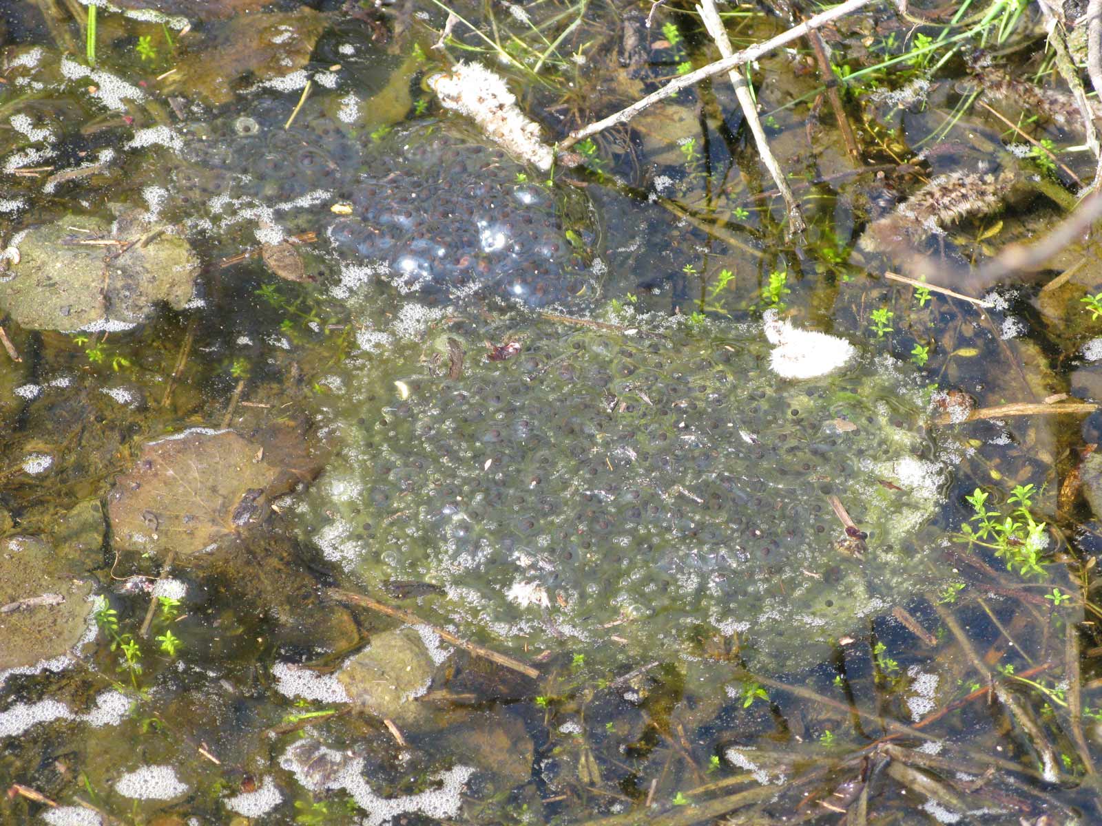 Rilancio con un altro ululone dei Colli Euganei...